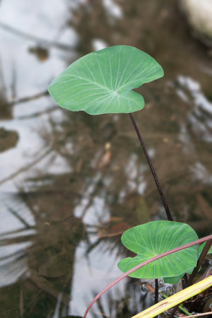 A pair of Taro plant leaves growing in shallow waterの写真素材