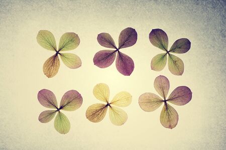 Dry petals of hydrangea lying on the grey papper background. Vintage filter.  の写真素材