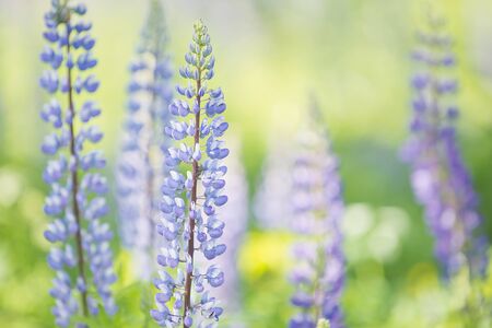Lupine flowers on meadow.の写真素材