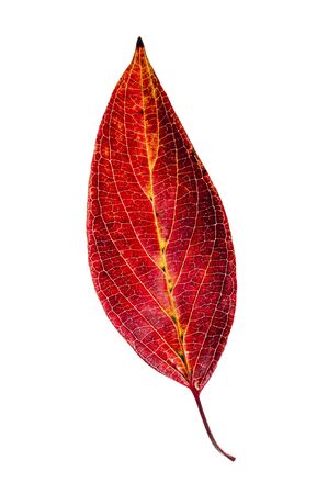 Red autumn leaf on white background.の写真素材