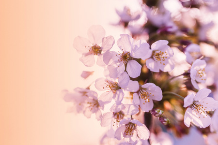 Pink cherry blossom on soft background.の写真素材