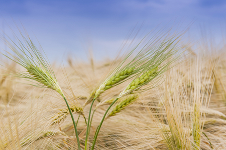 Several ears of grain on wheat fild background.の写真素材