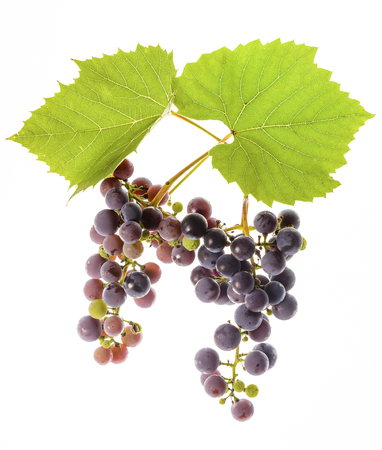Ripe grapes with leaves on white backgroundの写真素材