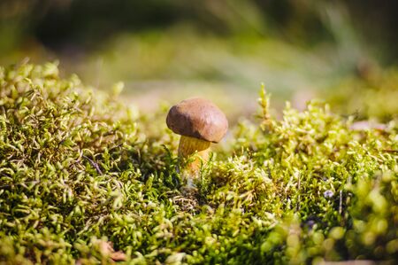 Forest mushroom in the moss.の写真素材
