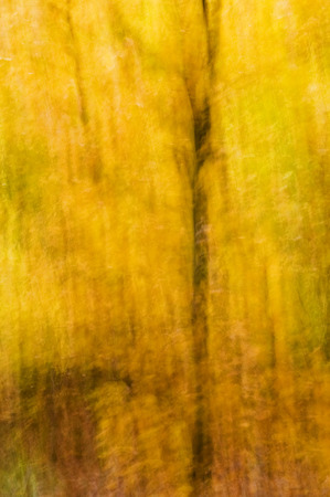 Abstract image of autumn forest - the effect of camera motionの写真素材