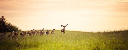Herd of fallow deer running on forest gladeの写真素材