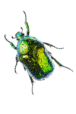 Eudicella jewel beetle isolated on white with drops of water.の写真素材