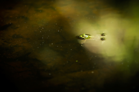 Green frog in waterの写真素材