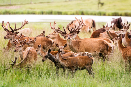 Herd of deers in wet meadow