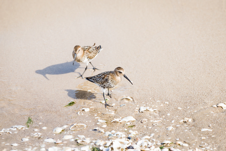 Sandpipper on seashore. Baltic seaside.の写真素材