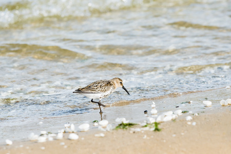Sandpiper on seashore. Baltic seaside.の写真素材