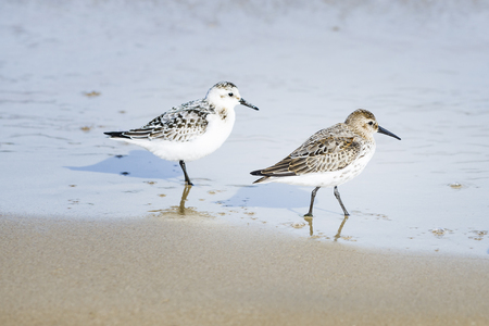 Sandpiper on seashore. Baltic seaside.の写真素材