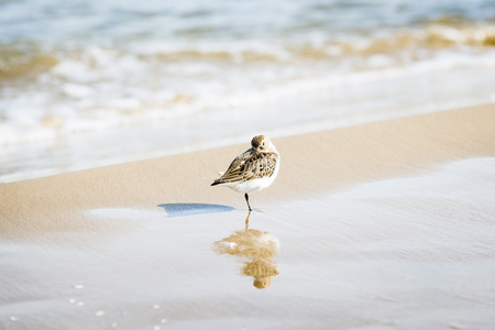 Sandpiper on seashore. Baltic seaside.の写真素材