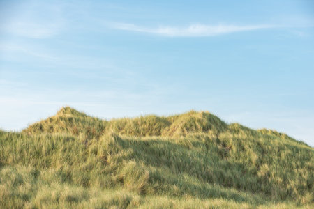Dune with beach grass in the foreground.