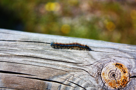 caterpillarの写真素材