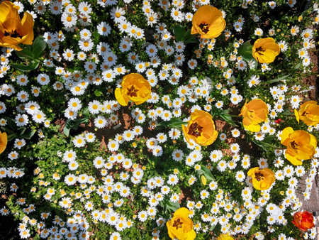 flowersの写真素材