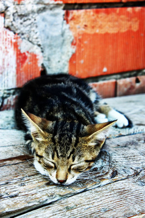 kittyの写真素材