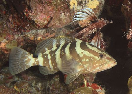 Nassau Grouper and Lionfishの写真素材
