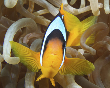 Red Sea Anemonefishの写真素材