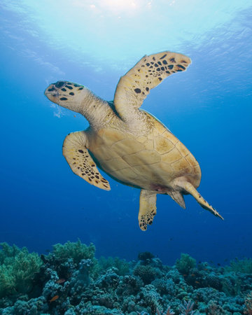 Hawksbill Turtle