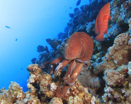 Big Red Octopus and Coral Grouperの写真素材