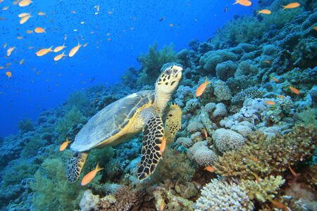 Hawksbill Turtleの写真素材