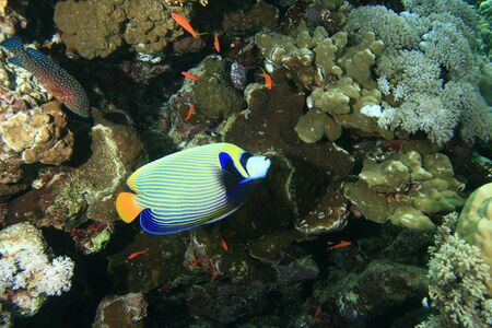 Emperor Angelfishの写真素材