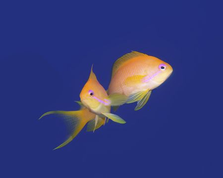 Jewell Fairy Bassletsの写真素材