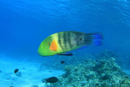 Broomtail Wrasse in the Red Seaの写真素材