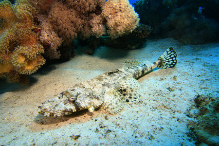 Crocodilefish