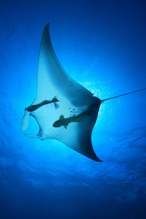 Manta Ray