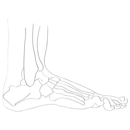 illustration of the foot bones isolated on white, artistic anatomy graphic studyのイラスト素材