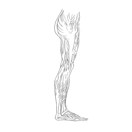illustration of the leg muscles isolated on white, artistic anatomy graphic studyのイラスト素材