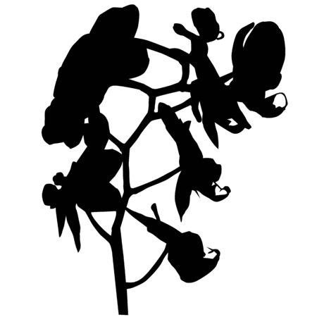 Orchid silhouette, illustration isolated on whiteのイラスト素材