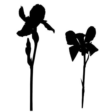 Silhouettes of to iris flowers isolated on whiteのイラスト素材