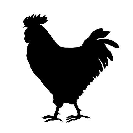 Rooster silhouette based on an original hand drawn illustration, object isolated on whiteの写真素材