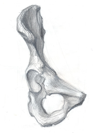 Hand drawn illustration of the hip bone, original artistic pencil sketch on obsolete paper with spots, front viewの写真素材