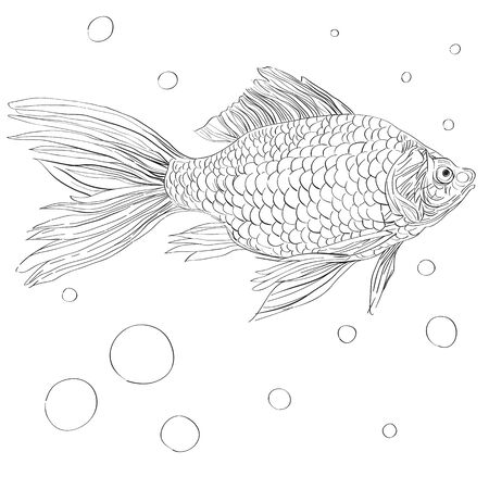 Hand drawn artistic illustration of a goldfish, doodle isolated on whiteのイラスト素材