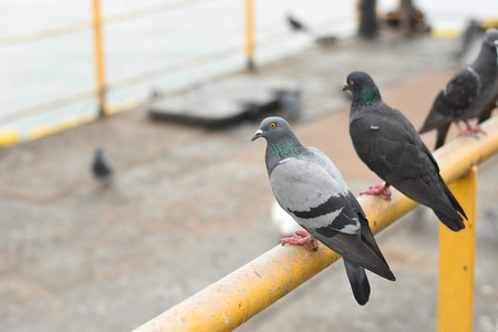 beautiful pigeon in Bangkok , Thailandの写真素材