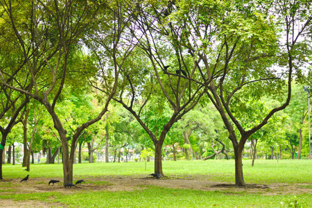 Amazing Trunk Tree in the Garden , Bangkok , Thailand