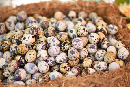 Quail Egg in the nestの写真素材
