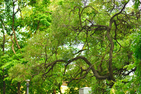 Beauty Green Tree in the Garden