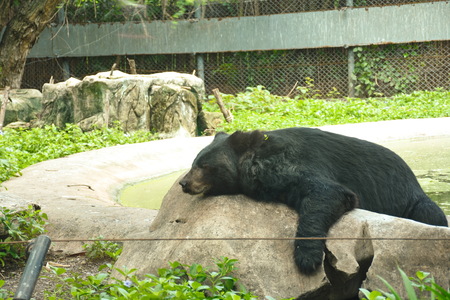 Black Bear in the Zoo , Bangkok , Thailandの写真素材