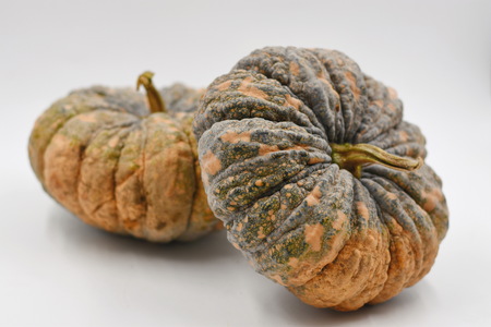 Thai Pumpkinの写真素材