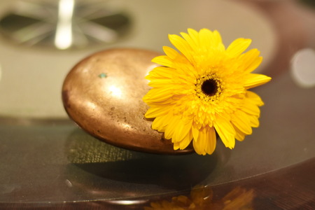 Sunflower Flowerの写真素材