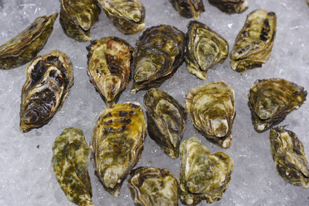 Fresh Oysters