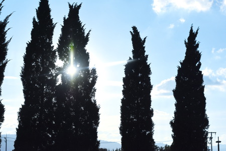 Big Tree and blue skyの写真素材