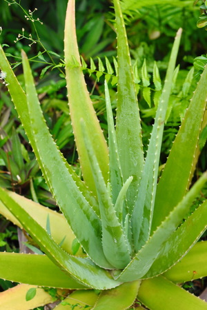 Aloe Vera flower in the gardenの写真素材