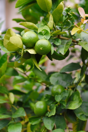green lemon treeの写真素材