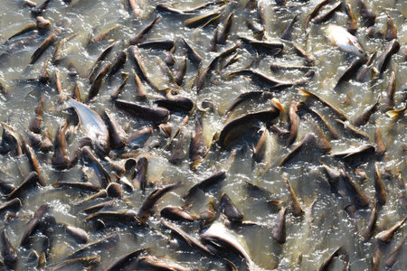 Fish in the River